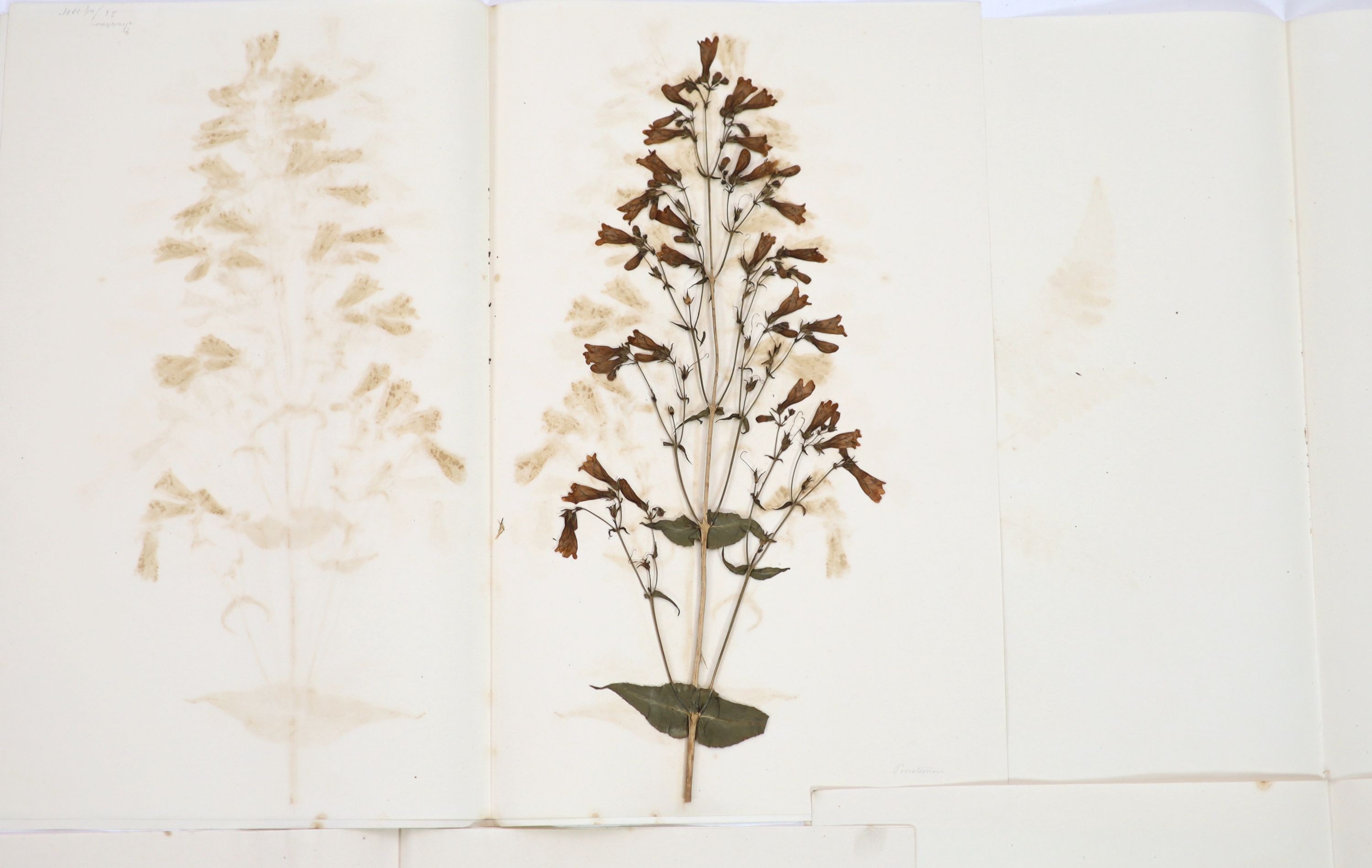 A folio of early 19th century dried botanical specimens on paper, Largest 47 cm X 28 cm (89 specimens)